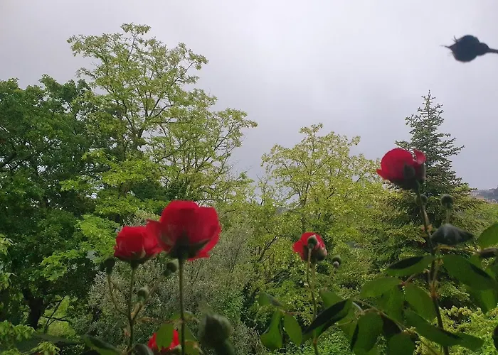 Couette-café Piccolo 3*