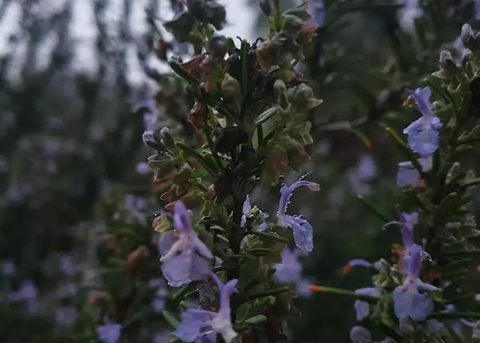 Bed & Breakfast Piccolo